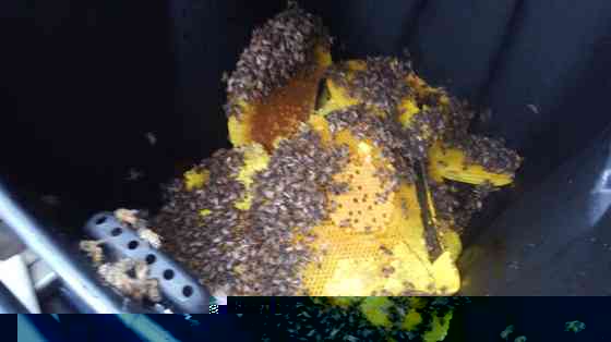 Honeycomb and bees from a removal job