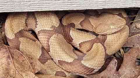 Copperhead under a deck