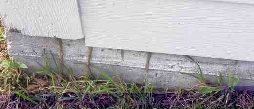 Mud tubes on a foundation, running into the siding