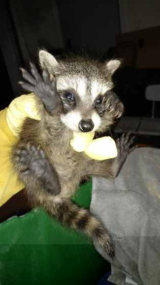 Wildlife removal
